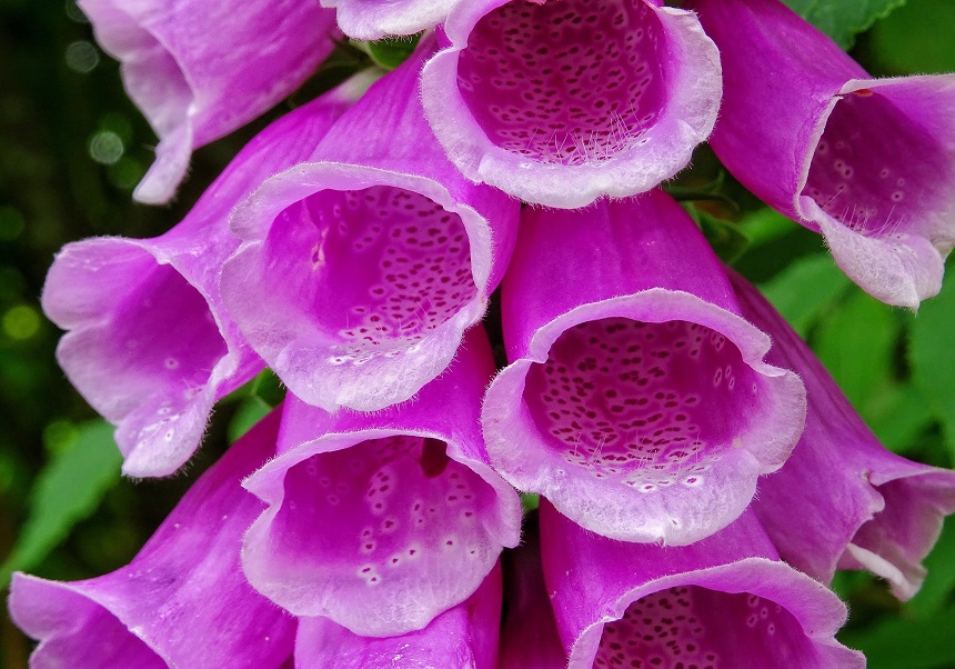 Flor